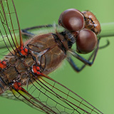 Insects